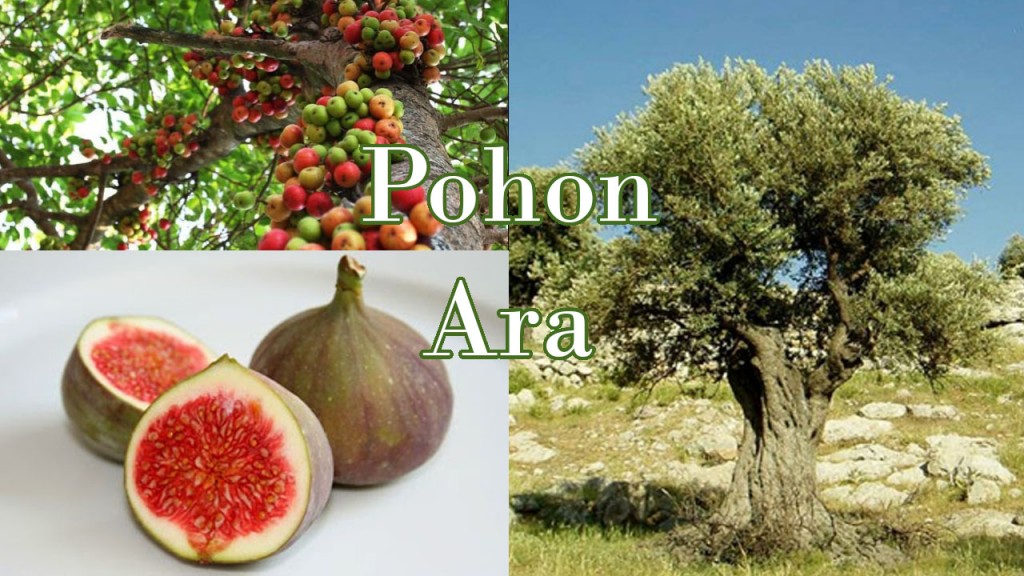 Pohon Ara